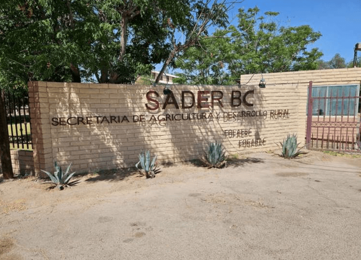 Facilita SADERBC acompañamiento jurídico y de análisis de calidad gratuito a productores de trigo