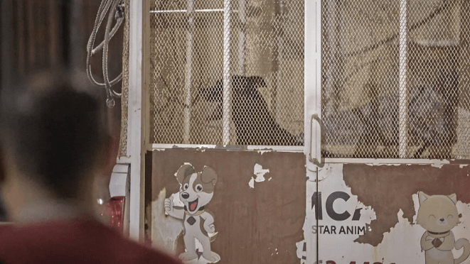 Aseguran a perros involucrados en muerte de anciana y la dueña de los perros investigada por homicidio y maltrato animal:&nbsp;FGE