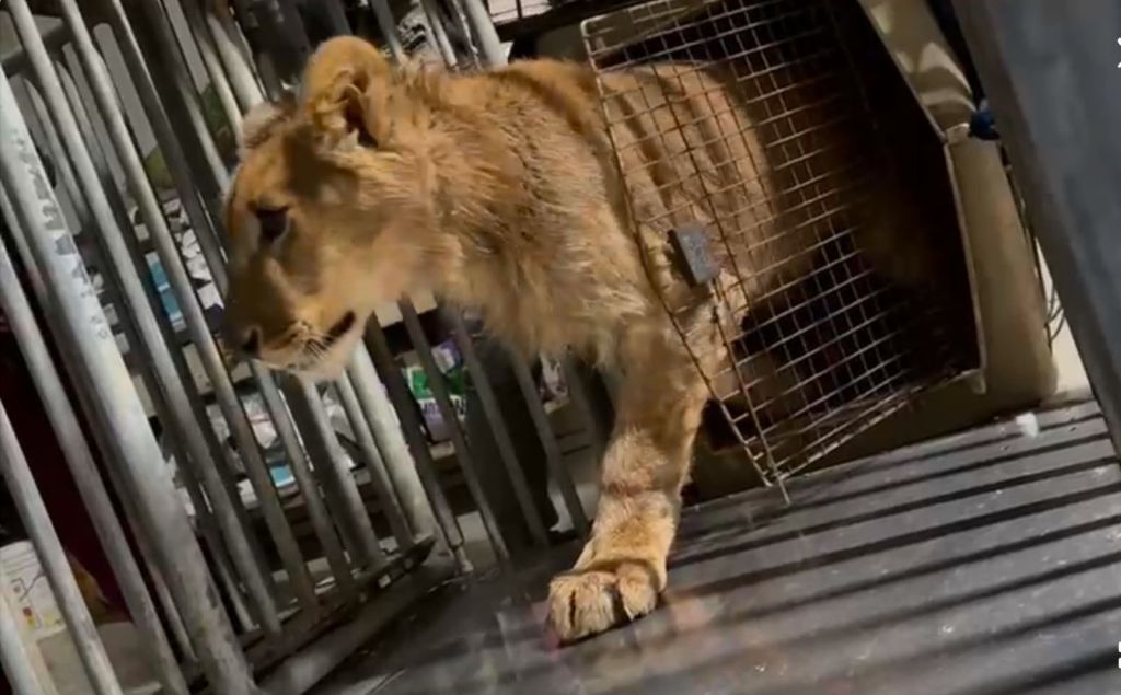 FUERZA ESTATAL RESCATA A LEÓN AFRICANO EN TIJUANA GRACIAS A DENUNCIA&nbsp;089