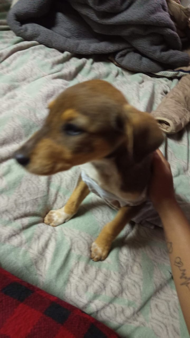 28 de Mayo Día del perro sin raza, Fundaciones en Tijuana para apoyar a perros en situación de&nbsp;calle