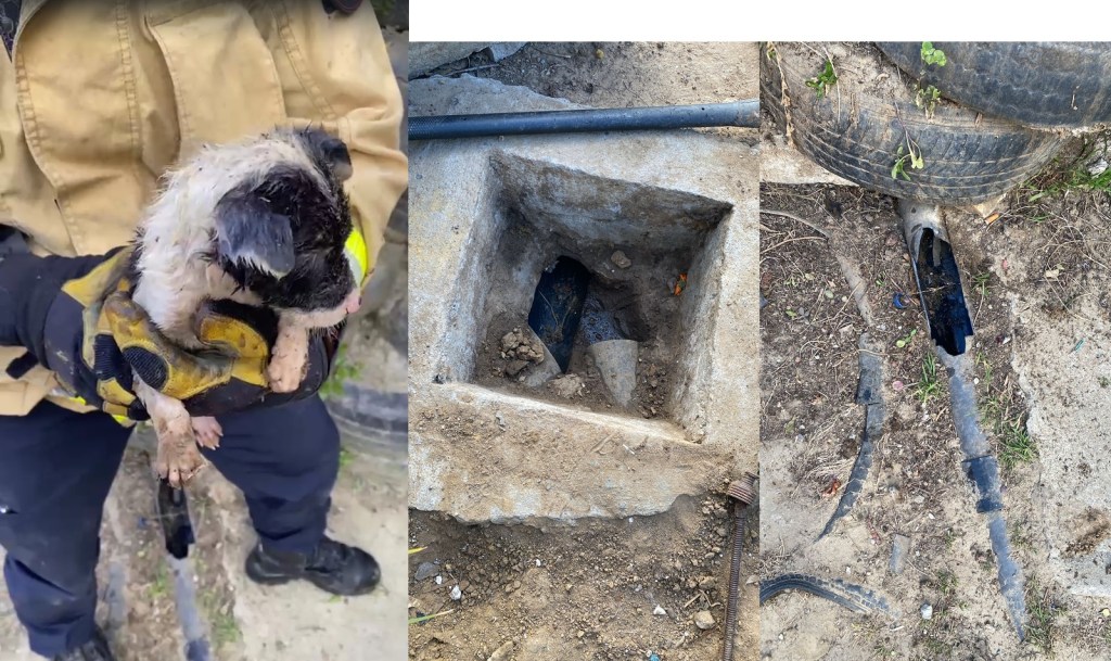 RESCATAN A PERRITO ATRAPADO EN UNA TUBERÍA EN LA COLONIA PEDRGAL DE SANTA&nbsp;JULIA.