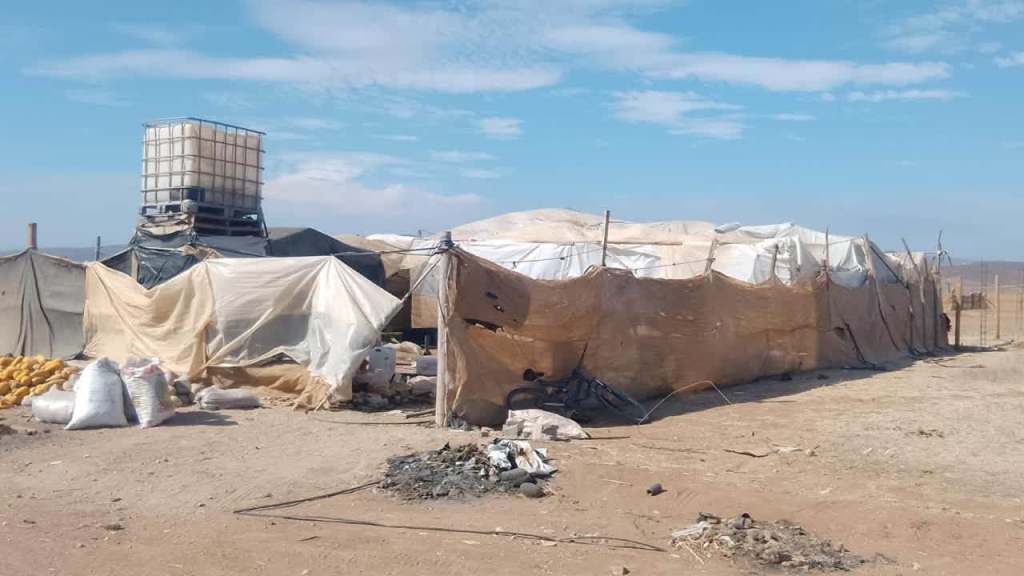 Aseguran predio con plantación de marihuana en San Quintín