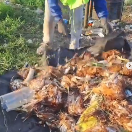 HABRÍAN DEJADO BOLSA CON GALLINAS MUERTAS AFUERA DE&nbsp;COMANDANCIA