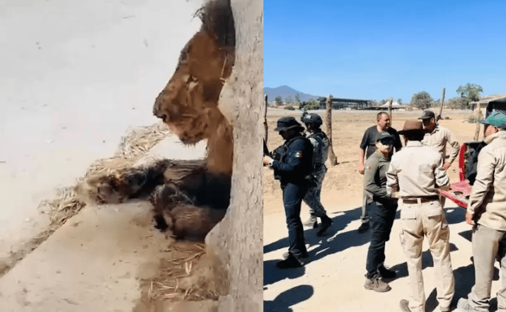 Operativo de rescate: aseguran león en la zona de Valle&nbsp;Redondo